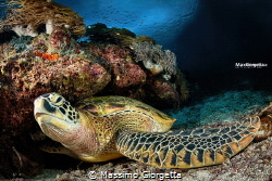 Marine Turtle by Massimo Giorgetta 